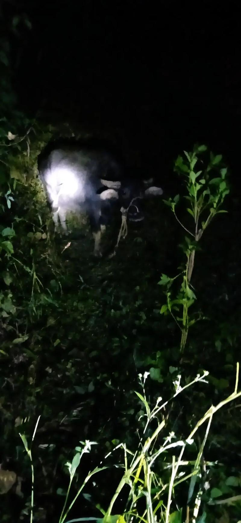半夜三更是什么生肖動物
